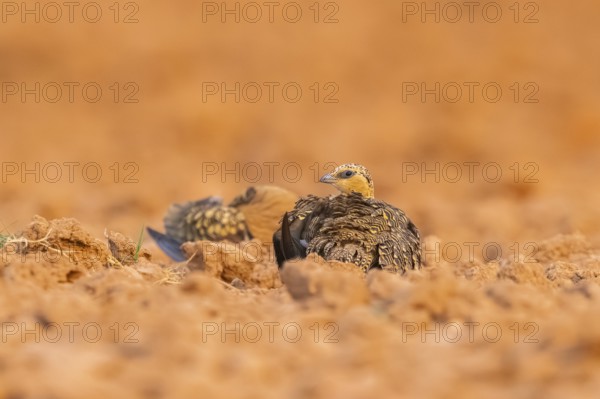 Pin-tailed Sandgrouse (Pterocles alchata) on a farmers field, Belchite, Aragon, Saragossa, Spain