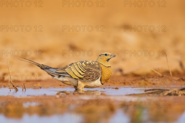 Pin-tailed Sandgrouse (Pterocles alchata) on a farmers field drinking at a water pool, Belchite, Aragon, Saragossa, Spain