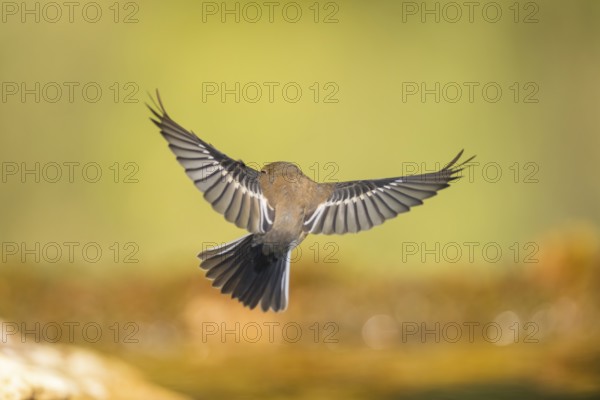 European Pied Flycatcher (Ficedula hypoleuca) in flight at a water pool, Pinos, Solsona, Catalonia, Spain