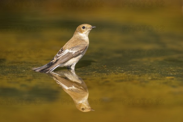 European Pied Flycatcher (Ficedula hypoleuca) bathing at a water pool, Pinos, Solsona, Catalonia, Spain