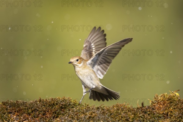 European Pied Flycatcher (Ficedula hypoleuca) in flight at a water pool, Pinos, Solsona, Catalonia, Spain