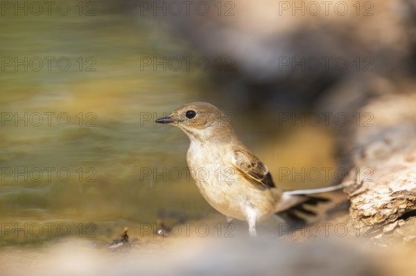 European Pied Flycatcher (Ficedula hypoleuca) at the shore of a water pool, Pinos, Solsona, Catalonia, Spain