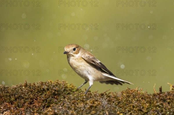 European Pied Flycatcher (Ficedula hypoleuca) sitting in moss in a forest, Pinos, Solsona, Catalonia, Spain