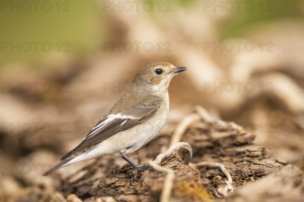 European Pied Flycatcher (Ficedula hypoleuca) in a forest, Pinos, Solsona, Catalonia, Spain