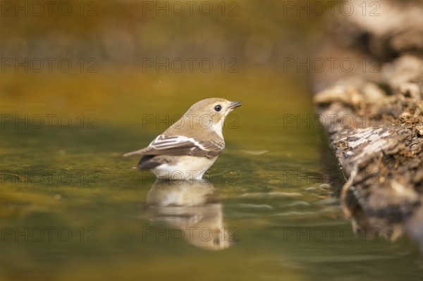 European Pied Flycatcher (Ficedula hypoleuca) bathing at a water pool, Pinos, Solsona, Catalonia, Spain