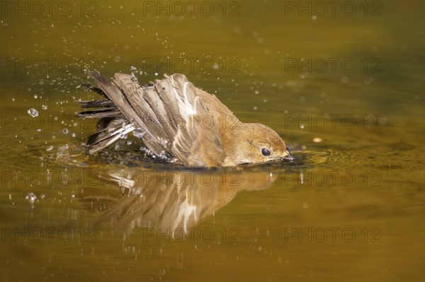 European Pied Flycatcher (Ficedula hypoleuca) bathing at a water pool, Pinos, Solsona, Catalonia, Spain