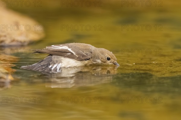 European Pied Flycatcher (Ficedula hypoleuca) bathing at a water pool, Pinos, Solsona, Catalonia, Spain