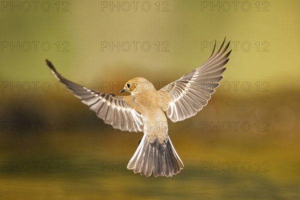 European Pied Flycatcher (Ficedula hypoleuca) in flight at a water pool, Pinos, Solsona, Catalonia, Spain