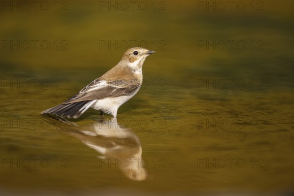 European Pied Flycatcher (Ficedula hypoleuca) bathing at a water pool, Pinos, Solsona, Catalonia, Spain
