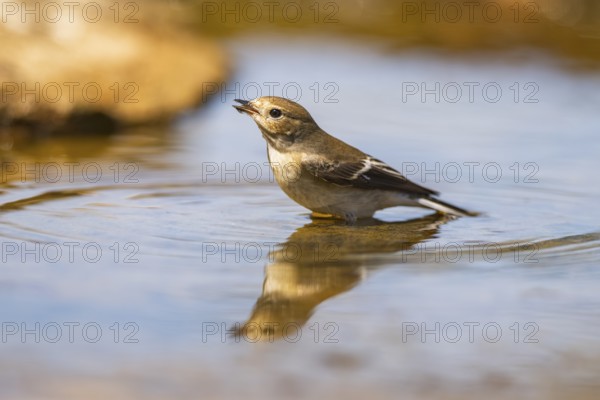 European Pied Flycatcher (Ficedula hypoleuca) bathing at a water pool, Pinos, Solsona, Catalonia, Spain