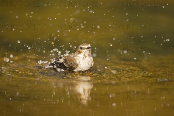 European Pied Flycatcher (Ficedula hypoleuca) bathing at a water pool, Pinos, Solsona, Catalonia, Spain