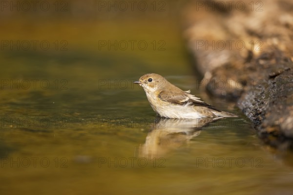 European Pied Flycatcher (Ficedula hypoleuca) bathing at a water pool, Pinos, Solsona, Catalonia, Spain