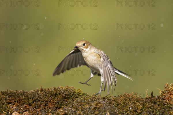 European Pied Flycatcher (Ficedula hypoleuca) in flight at a water pool, Pinos, Solsona, Catalonia, Spain