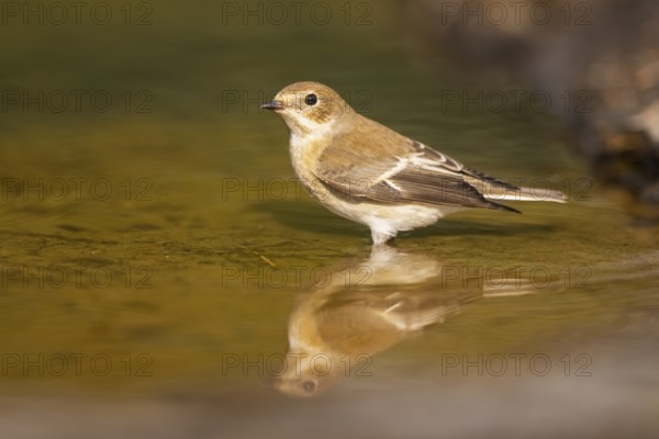 European Pied Flycatcher (Ficedula hypoleuca) bathing at a water pool, Pinos, Solsona, Catalonia, Spain