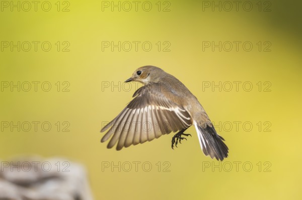 European Pied Flycatcher (Ficedula hypoleuca) in flight at a water pool, Pinos, Solsona, Catalonia, Spain