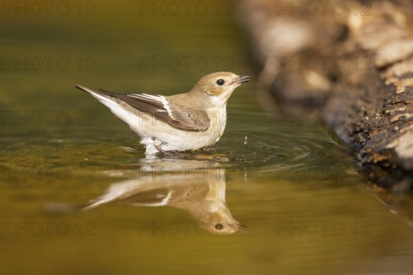 European Pied Flycatcher (Ficedula hypoleuca) bathing at a water pool, Pinos, Solsona, Catalonia, Spain