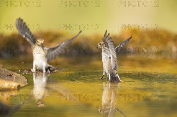 European Pied Flycatcher (Ficedula hypoleuca) in flight at a water pool, Pinos, Solsona, Catalonia, Spain
