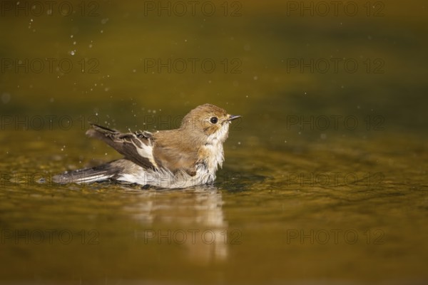 European Pied Flycatcher (Ficedula hypoleuca) bathing at a water pool, Pinos, Solsona, Catalonia, Spain