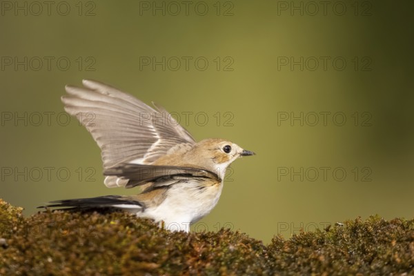 European Pied Flycatcher (Ficedula hypoleuca) in flight at a water pool, Pinos, Solsona, Catalonia, Spain
