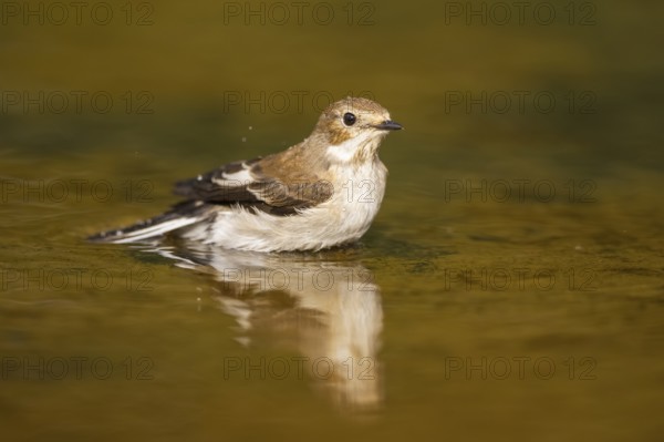European Pied Flycatcher (Ficedula hypoleuca) bathing at a water pool, Pinos, Solsona, Catalonia, Spain