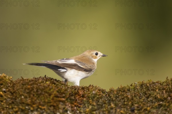 European Pied Flycatcher (Ficedula hypoleuca) sitting in moss in a forest, Pinos, Solsona, Catalonia, Spain