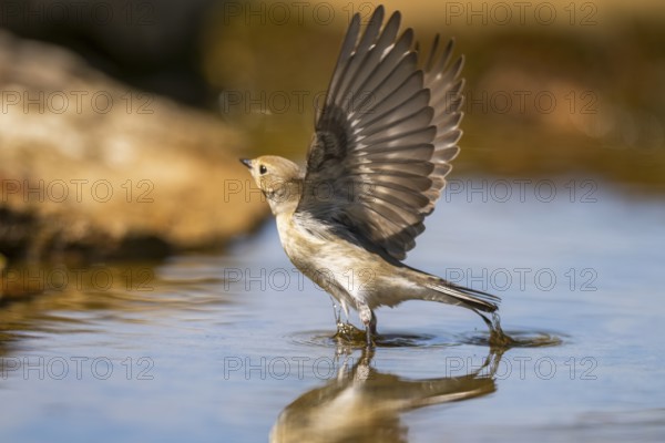 European Pied Flycatcher (Ficedula hypoleuca) in flight at a water pool, Pinos, Solsona, Catalonia, Spain