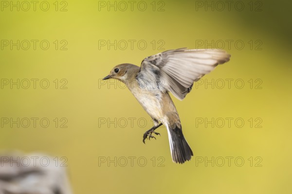 European Pied Flycatcher (Ficedula hypoleuca) in flight at a water pool, Pinos, Solsona, Catalonia, Spain
