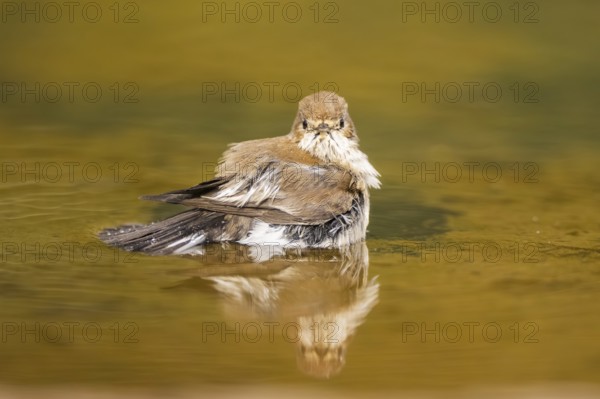 European Pied Flycatcher (Ficedula hypoleuca) bathing at a water pool, Pinos, Solsona, Catalonia, Spain