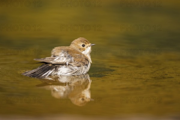 European Pied Flycatcher (Ficedula hypoleuca) bathing at a water pool, Pinos, Solsona, Catalonia, Spain