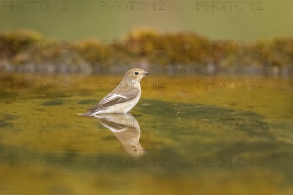 European Pied Flycatcher (Ficedula hypoleuca) bathing at a water pool, Pinos, Solsona, Catalonia, Spain
