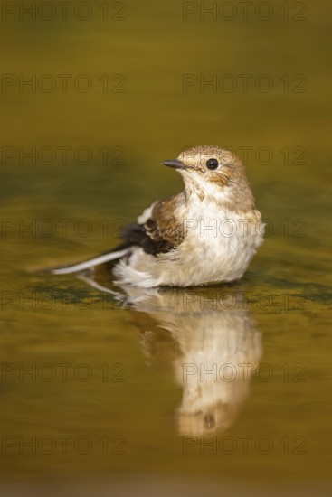 European Pied Flycatcher (Ficedula hypoleuca) bathing at a water pool, Pinos, Solsona, Catalonia, Spain