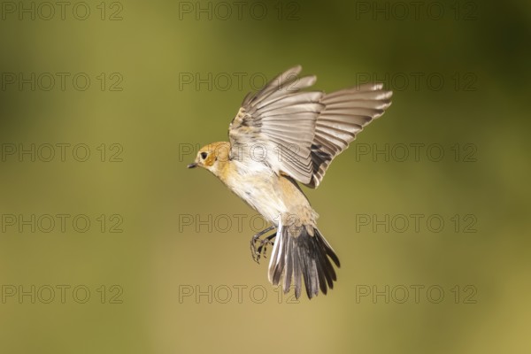 European Pied Flycatcher (Ficedula hypoleuca) in flight at a water pool, Pinos, Solsona, Catalonia, Spain