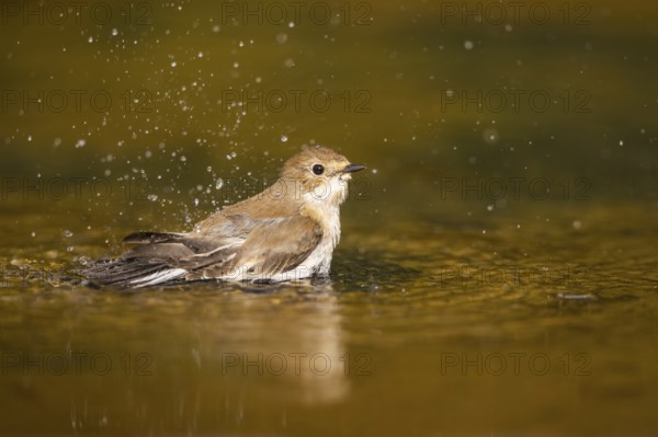 European Pied Flycatcher (Ficedula hypoleuca) bathing at a water pool, Pinos, Solsona, Catalonia, Spain