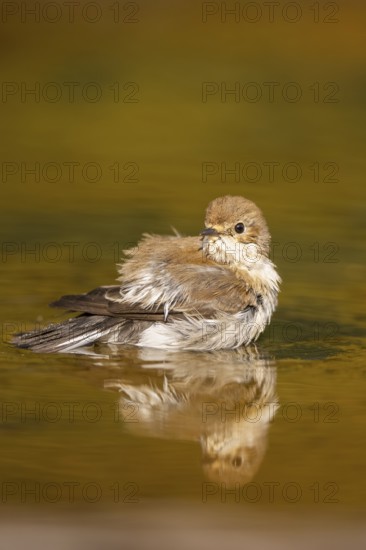European Pied Flycatcher (Ficedula hypoleuca) bathing at a water pool, Pinos, Solsona, Catalonia, Spain