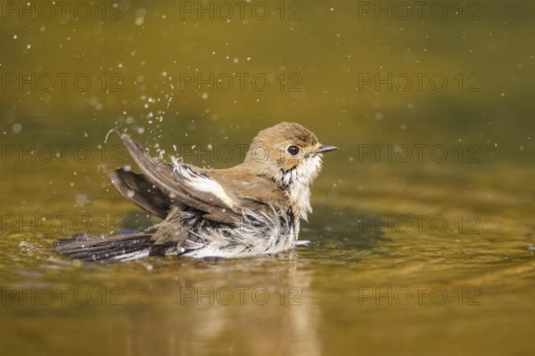 European Pied Flycatcher (Ficedula hypoleuca) bathing at a water pool, Pinos, Solsona, Catalonia, Spain