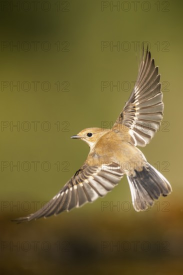 European Pied Flycatcher (Ficedula hypoleuca) in flight at a water pool, Pinos, Solsona, Catalonia, Spain