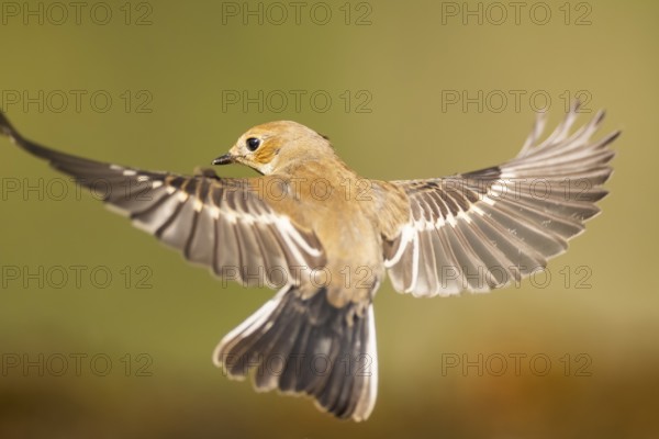 European Pied Flycatcher (Ficedula hypoleuca) in flight at a water pool, Pinos, Solsona, Catalonia, Spain