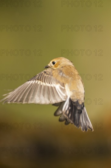 European Pied Flycatcher (Ficedula hypoleuca) in flight at a water pool, Pinos, Solsona, Catalonia, Spain