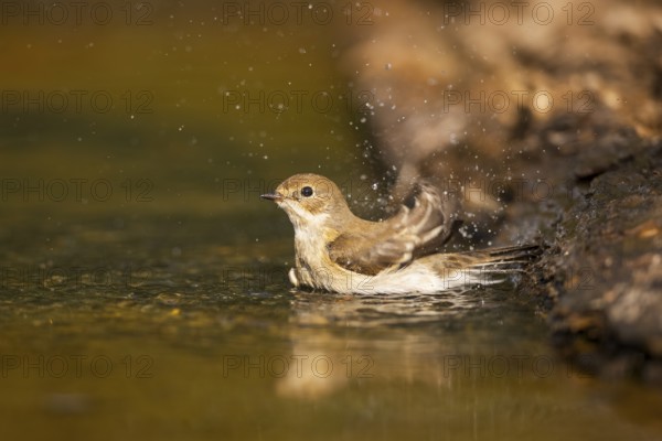 European Pied Flycatcher (Ficedula hypoleuca) bathing at a water pool, Pinos, Solsona, Catalonia, Spain