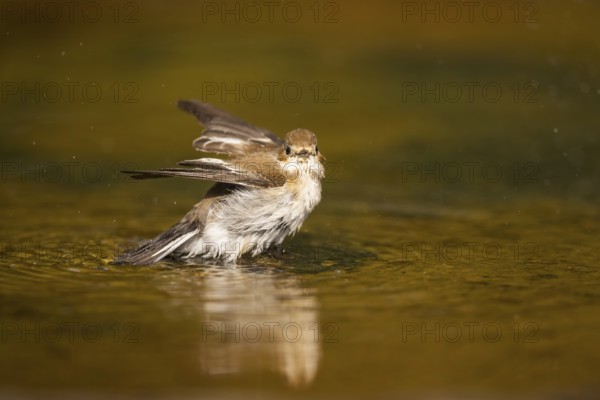 European Pied Flycatcher (Ficedula hypoleuca) bathing at a water pool, Pinos, Solsona, Catalonia, Spain