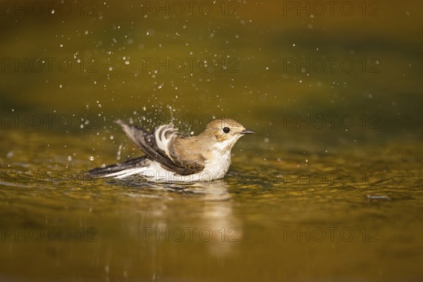 European Pied Flycatcher (Ficedula hypoleuca) bathing at a water pool, Pinos, Solsona, Catalonia, Spain