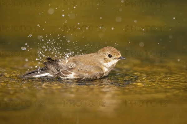European Pied Flycatcher (Ficedula hypoleuca) bathing at a water pool, Pinos, Solsona, Catalonia, Spain