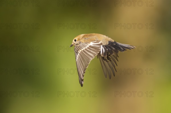 European Pied Flycatcher (Ficedula hypoleuca) in flight at a water pool, Pinos, Solsona, Catalonia, Spain