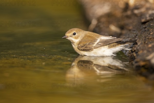 European Pied Flycatcher (Ficedula hypoleuca) bathing at a water pool, Pinos, Solsona, Catalonia, Spain