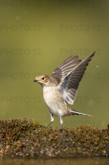 European Pied Flycatcher (Ficedula hypoleuca) in flight at a water pool, Pinos, Solsona, Catalonia, Spain