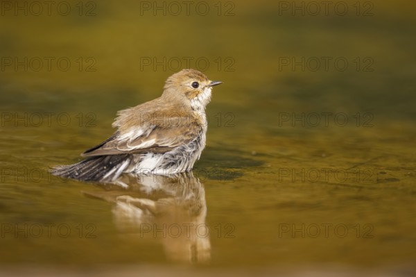 European Pied Flycatcher (Ficedula hypoleuca) bathing at a water pool, Pinos, Solsona, Catalonia, Spain