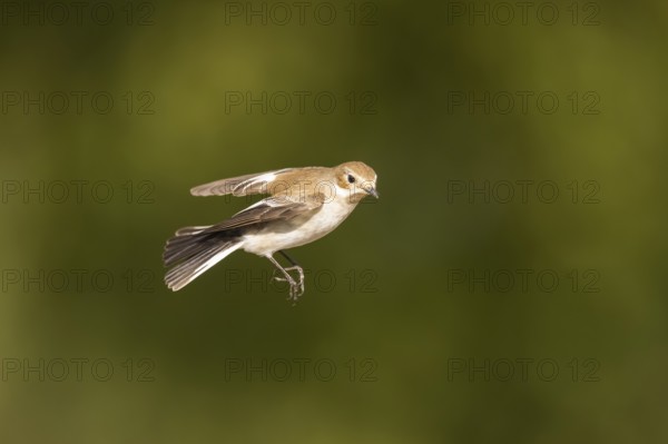 European Pied Flycatcher (Ficedula hypoleuca) in flight at a water pool, Pinos, Solsona, Catalonia, Spain