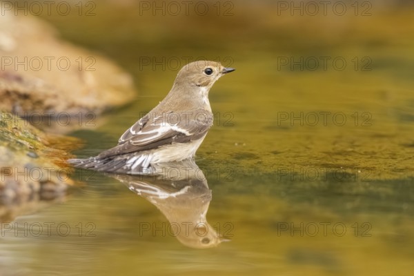 European Pied Flycatcher (Ficedula hypoleuca) bathing at a water pool, Pinos, Solsona, Catalonia, Spain