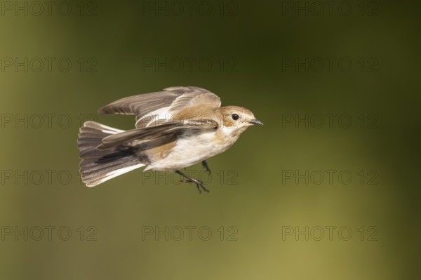 European Pied Flycatcher (Ficedula hypoleuca) in flight at a water pool, Pinos, Solsona, Catalonia, Spain