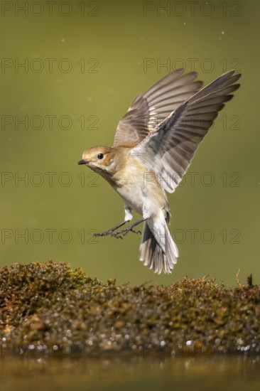European Pied Flycatcher (Ficedula hypoleuca) in flight at a water pool, Pinos, Solsona, Catalonia, Spain
